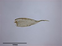 Acanthorrhynchium papillatum (Harv.) Fleisch. Collection Image, Figure 5, Total 10 Figures